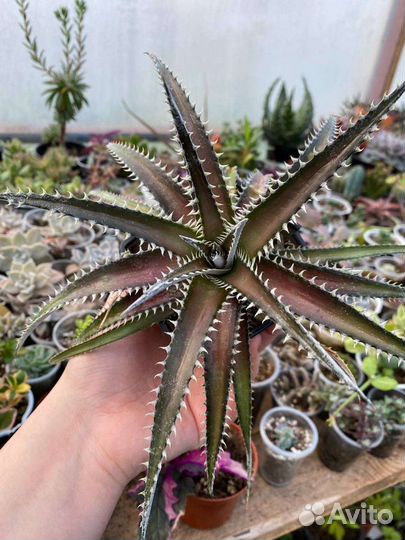 Диккия Черри кола