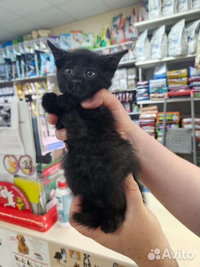 Котята ищут дом