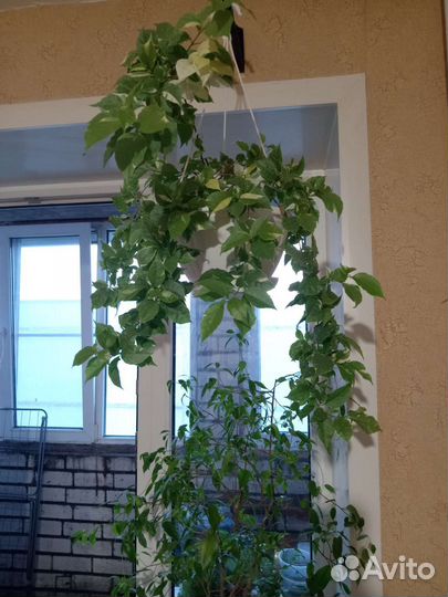 Бугенвиллия