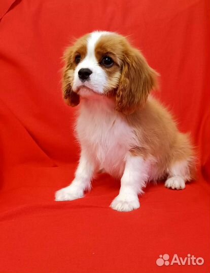 Кавалер Кинг Чарльз спаниель девочка