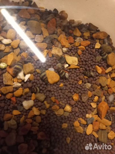 Грунт, мальки моллинезии, декор в аквариум