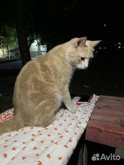Котик в дар
