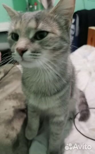 Потрясающая, молодая кошка Маруся ищет дом