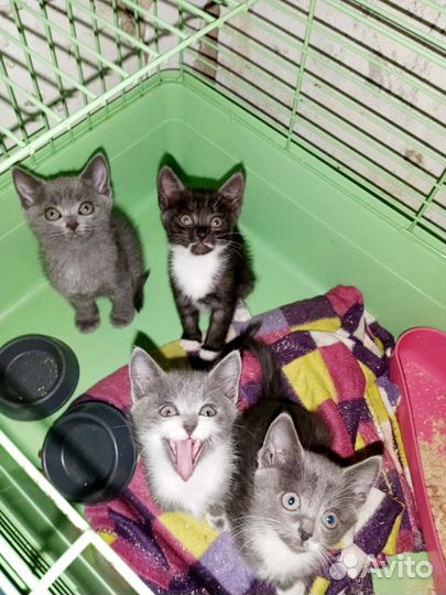 Малыши кукляши очень красивые котята метисы