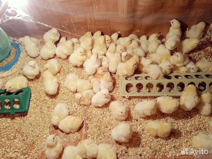 Цыплята суточные