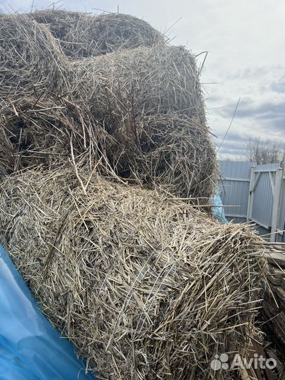 Сена - с авёс перемешка