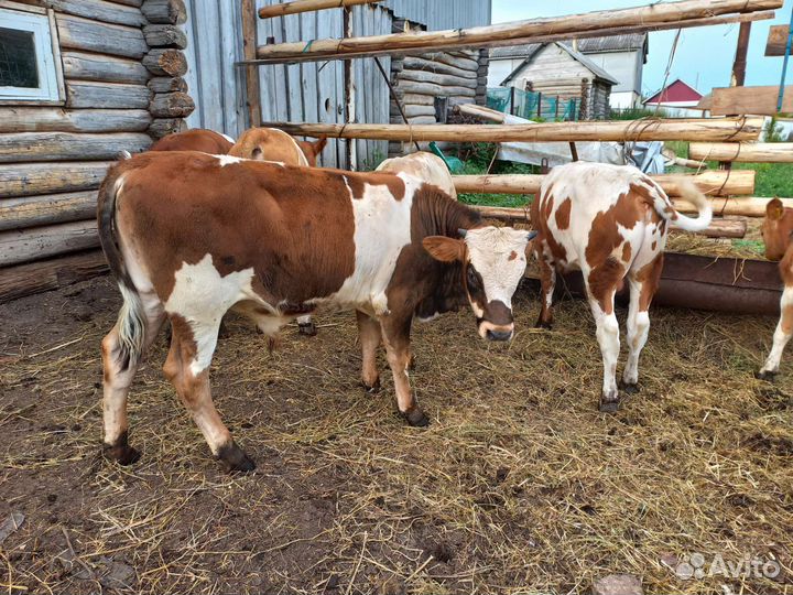 Быки, телки,телята