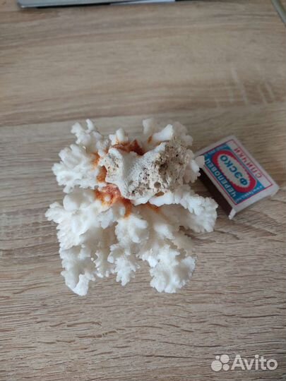 Морской коралл