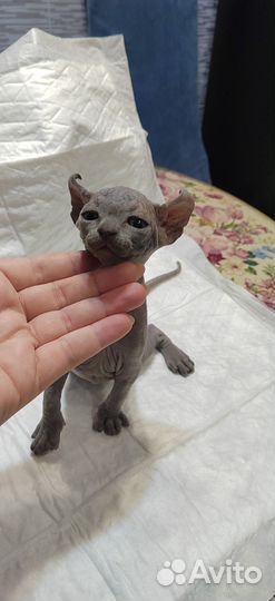 Котята сфинкс эльф