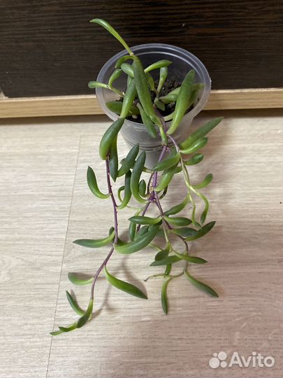 Разные комнатные растения