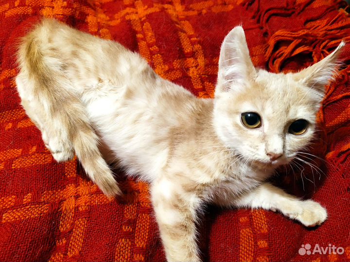 Котенок Линк