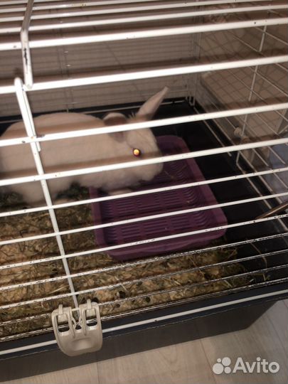 Продам кролика
