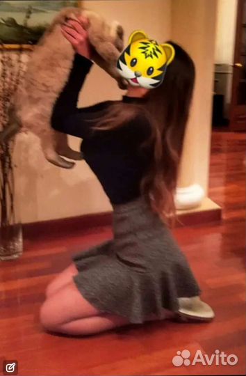 Няня для собак