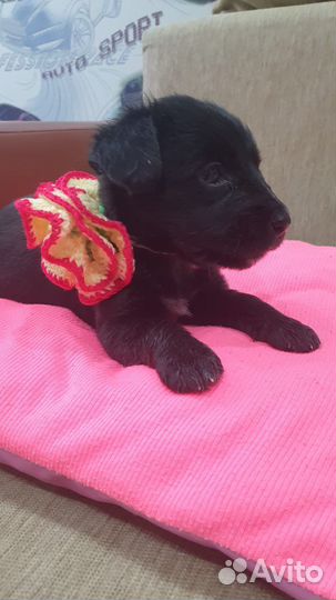 Щеночек в добрые руки бесплатно