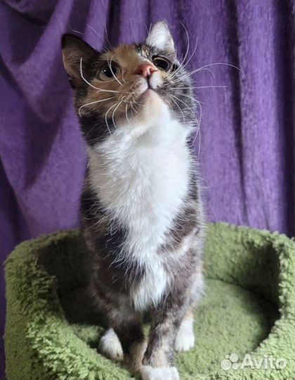 Кошечка трехцветная - на удачу