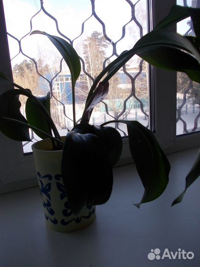 Продам лиану (сциндапсус) и другие цветы