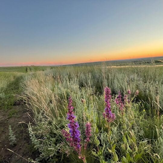 Участок 40 га (СНТ, ДНП)