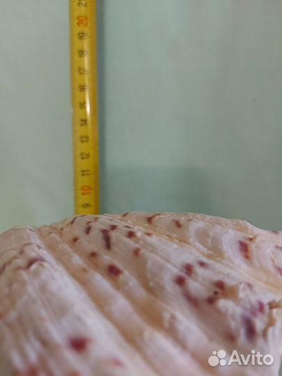 Ракушка морская большая