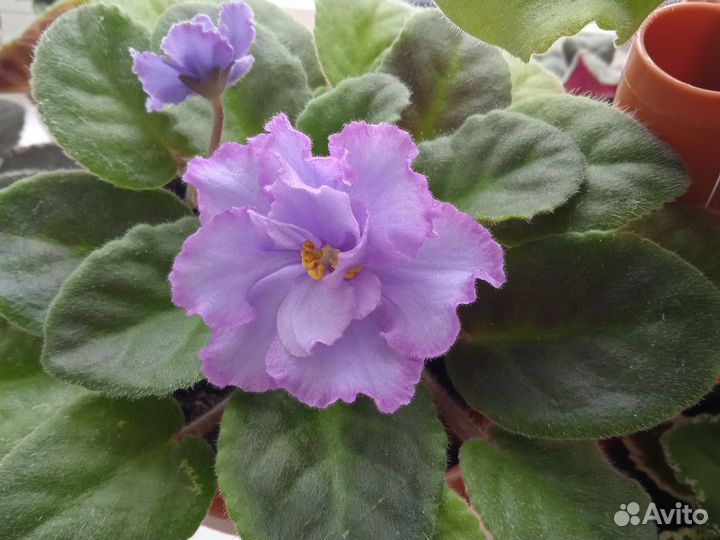 Фиалки детки