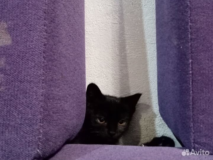 Милый котёнок