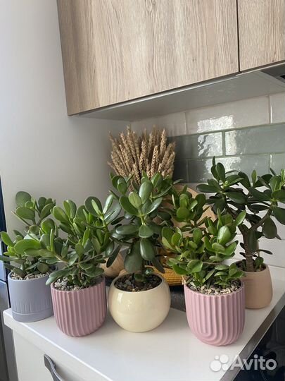 Толстянка, денежное дерево