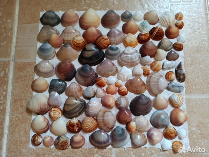 Морские ракушки раковины