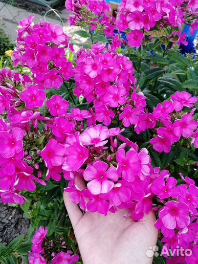 Эукомис флокс