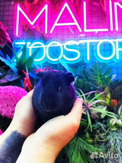 Морская свинка крестед сатиновый