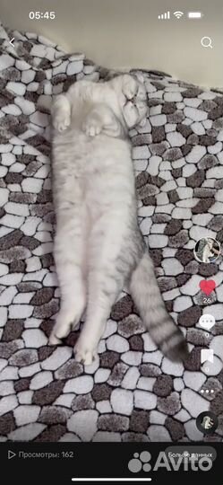 Шотландская серебристая шиншилла вислоухая