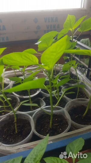 Рассада помидор перца баклажан