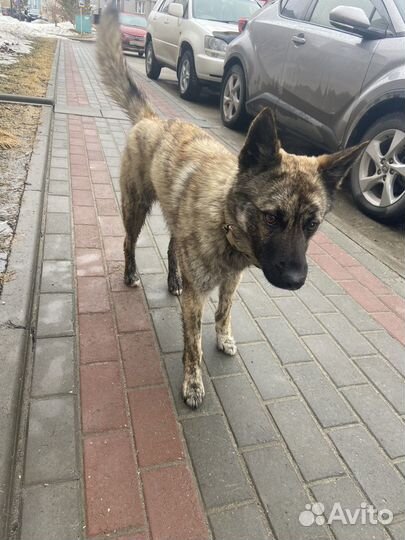 Собака в добрые руки