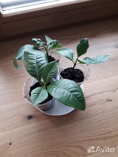 Гардении и табернемонтаны