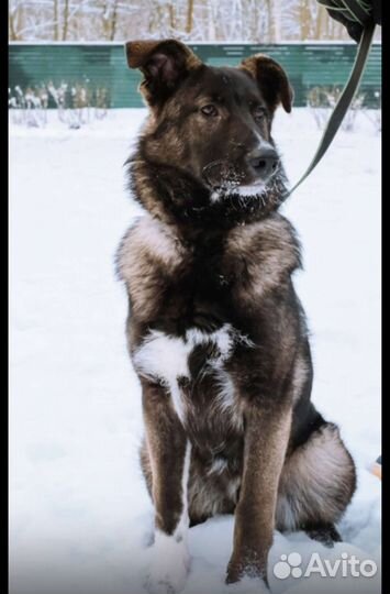 Щенку не место в приюте