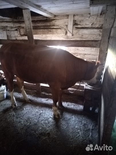В добрые руки продам