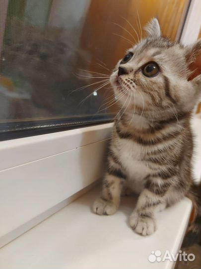 Шотландская девочка