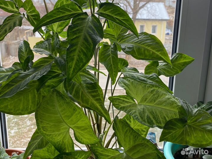 Сингониум цветы