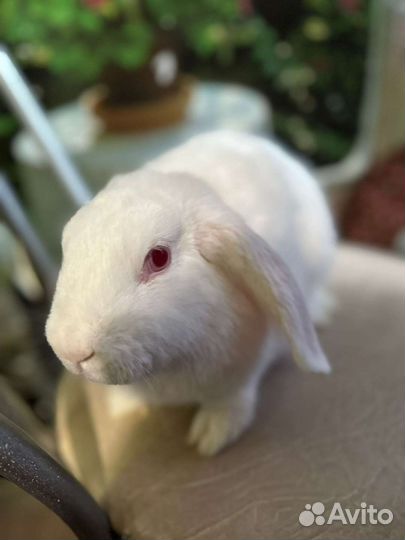 Декоративные кролики вислоухие и львиноголовые