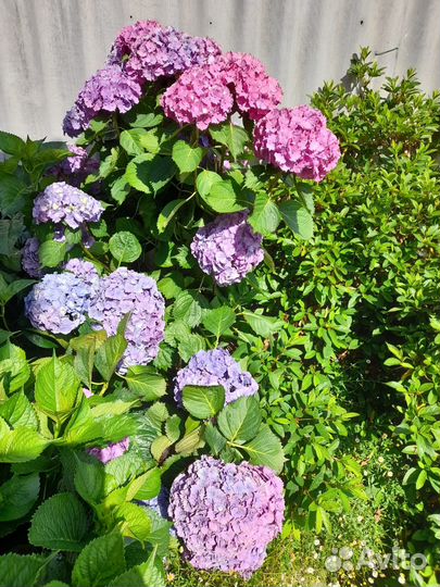 Гидрангея Макрофила (гортензия)