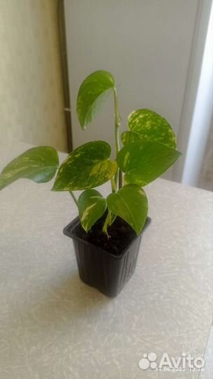 Сциндапсус золотистый, мирт