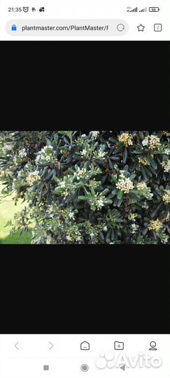 Денежное дерево грунтовое