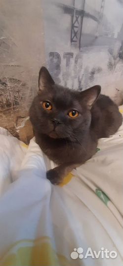 Отдам кота в добрые руки