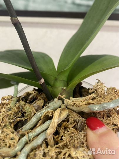 Эорхидея фаленопсис Little Gem Stripes цветущая