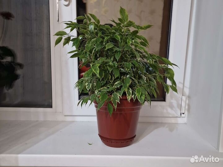 Фикус бенджамина пестролистный