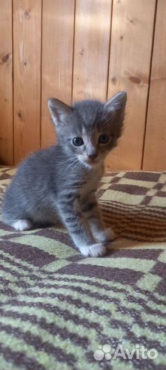 Котик Тимофей Васильевич
