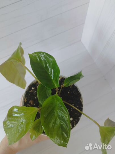 Калатея Мисти