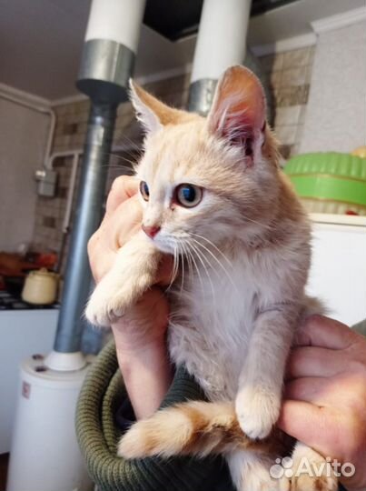 Ласковый котик 3 месяца
