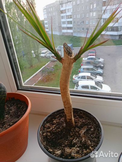 Комнатные цветы драцена