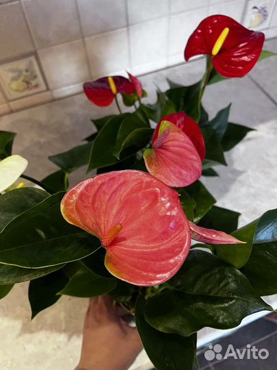 Комнатные цветы Антуриум