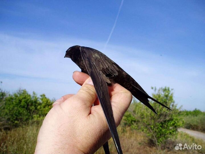 Корм для стрижей, стрижа