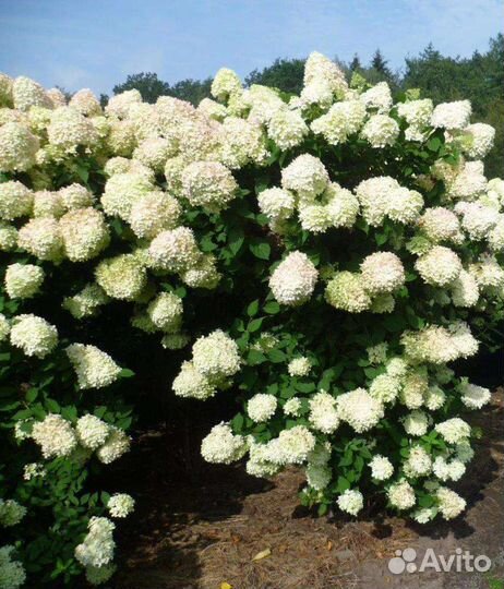 Тархун,Гортензия,хризантема,Мята Аквилеги.примула